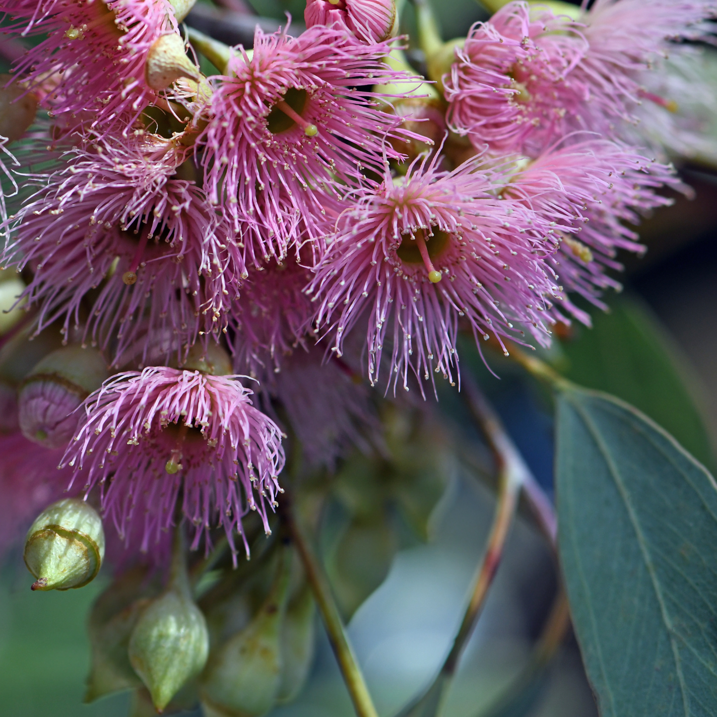 Eucalyptus sideroxylon rosea 14cm
