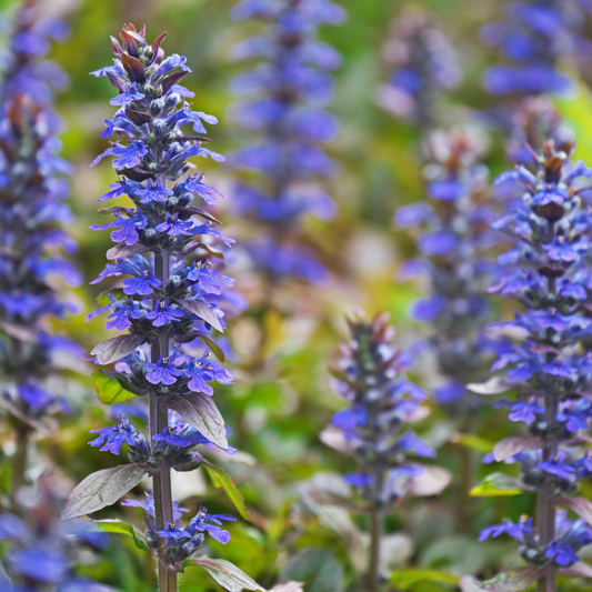 Ajuga 'Tuff n Tidy' 14cm