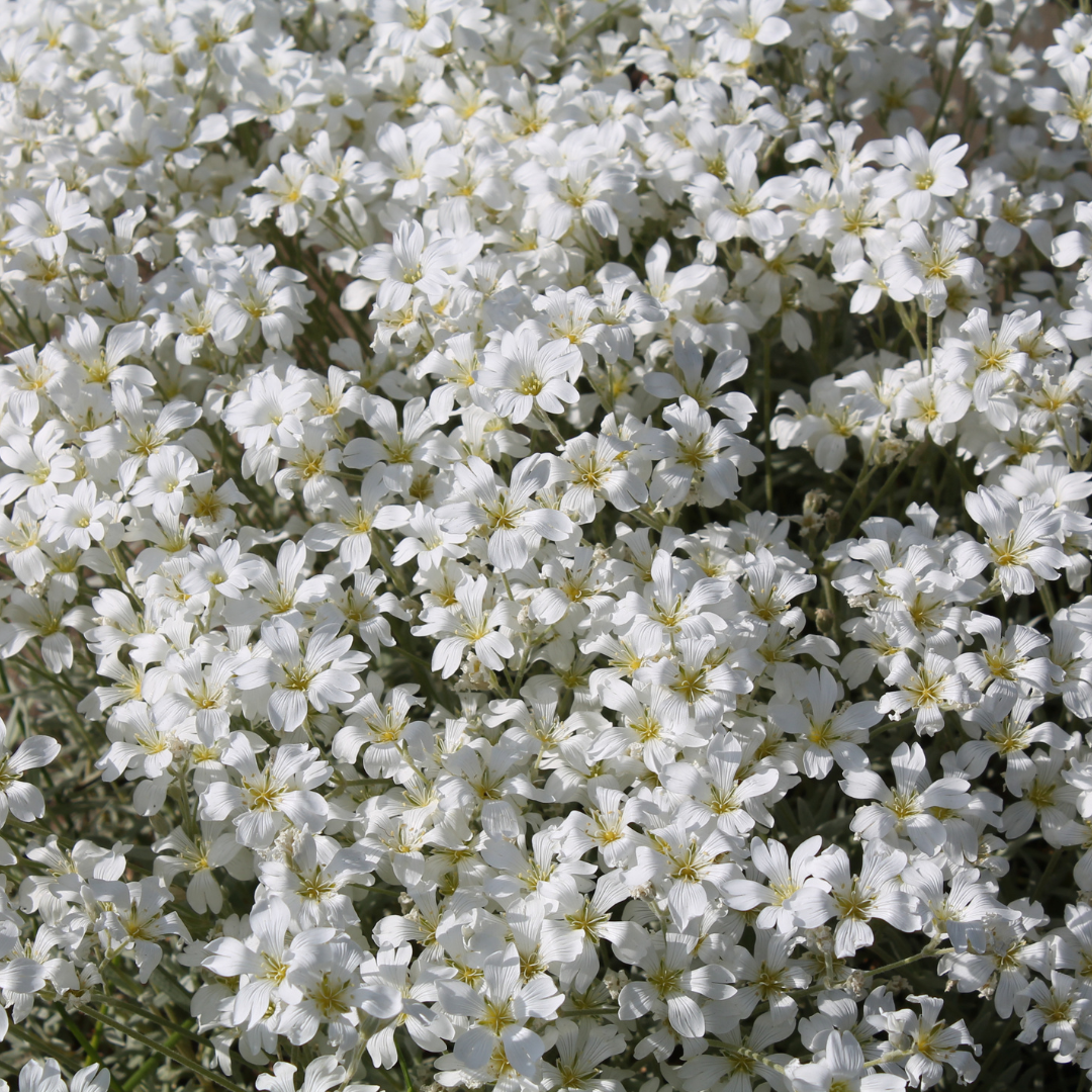 Cerastium 'Snow in Summer' 14cm