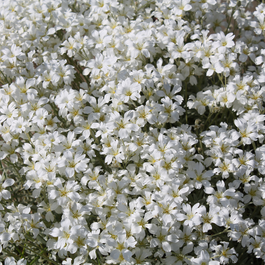 Cerastium 'Snow in Summer' 14cm