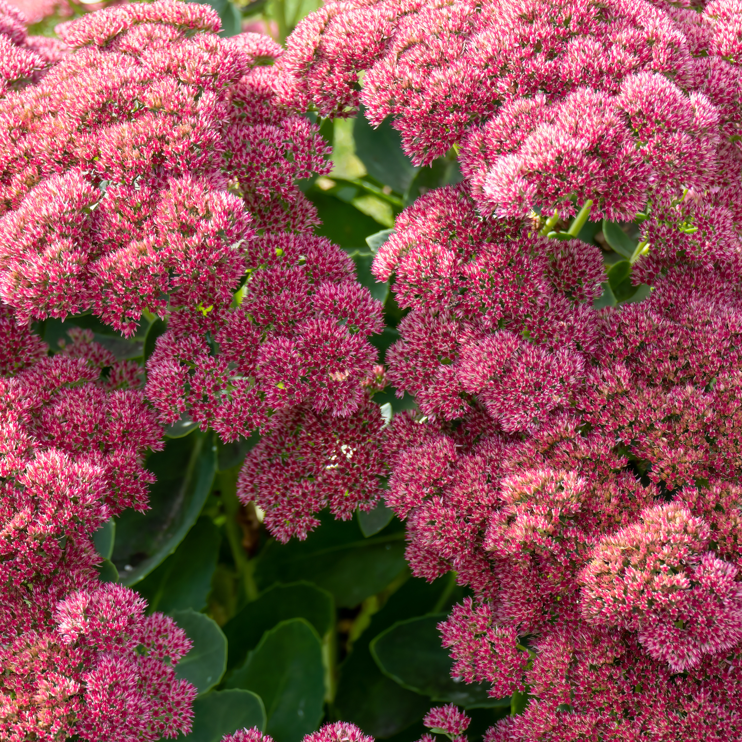 Sedum 'Autumn Joy' 14cm