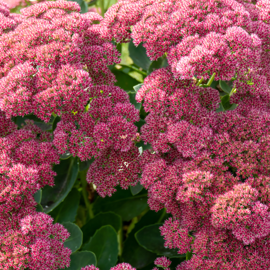 Sedum 'Autumn Joy' 14cm