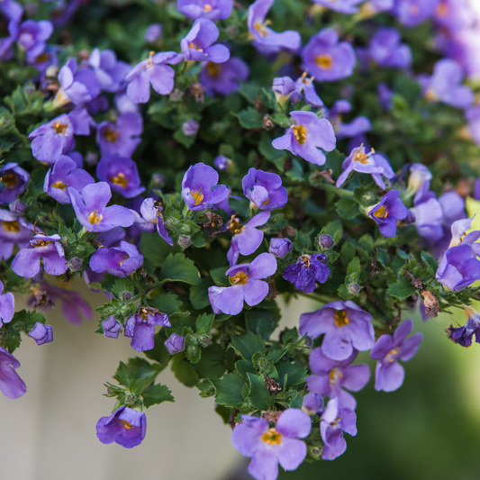 Bacopa 'Blue' 14cm