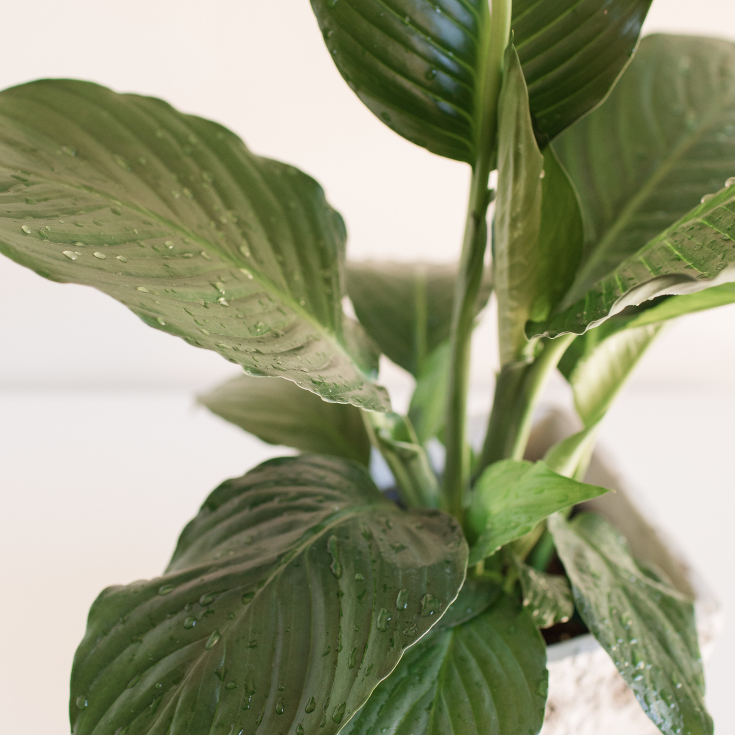 Spathiphyllum 'Peace Lilly' 20cm