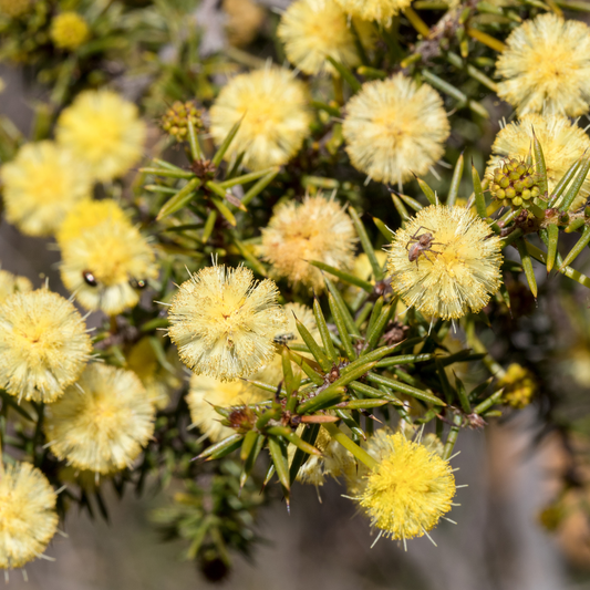 Acacia verticillata 50mm Forestry Tube