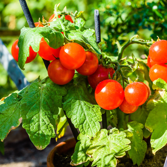 Tomato Patio 100mm