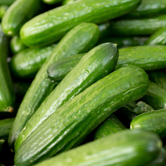 Cucumber 'Lebanese' 100mm
