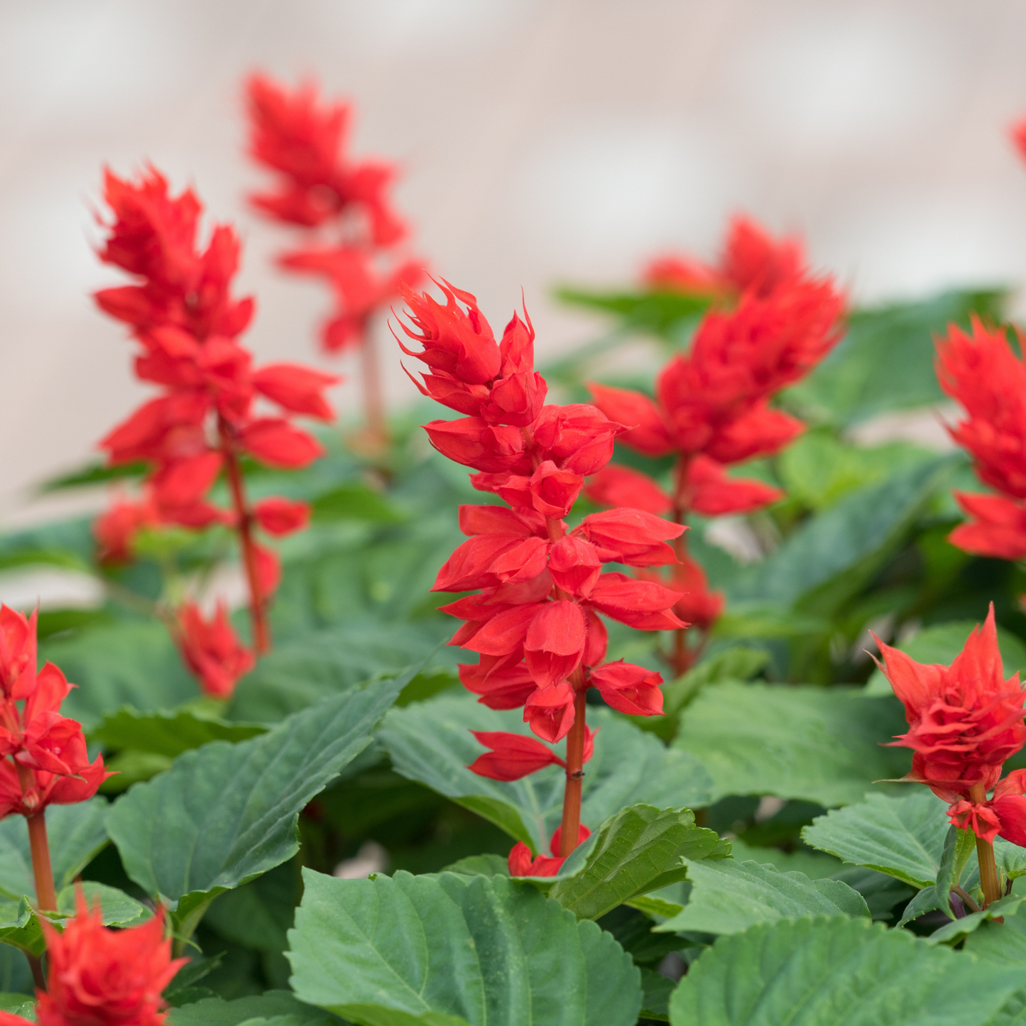 Salvia Red 100mm