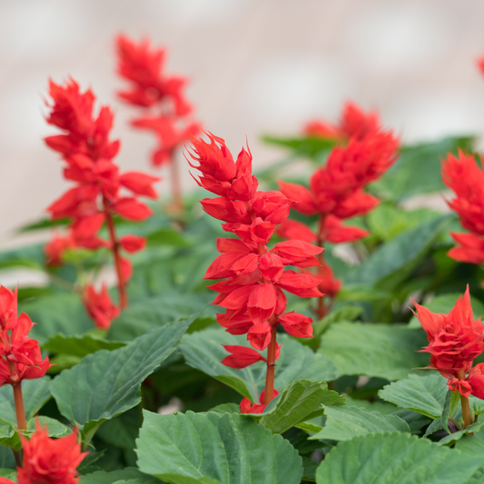 Salvia Red 100mm