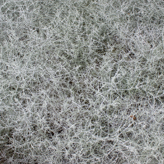 Leucophyta brownii 'Cushion Bush' 7cm