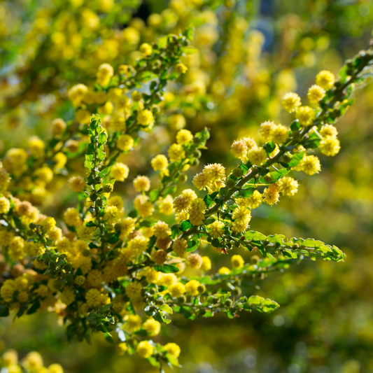 Acacia paradoxa 50mm Forestry Tube