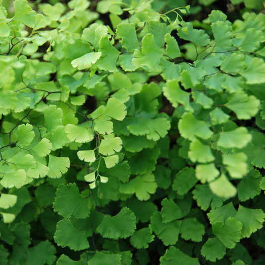 Adiantum fragrantissimum 'Maidenhair' 14cm