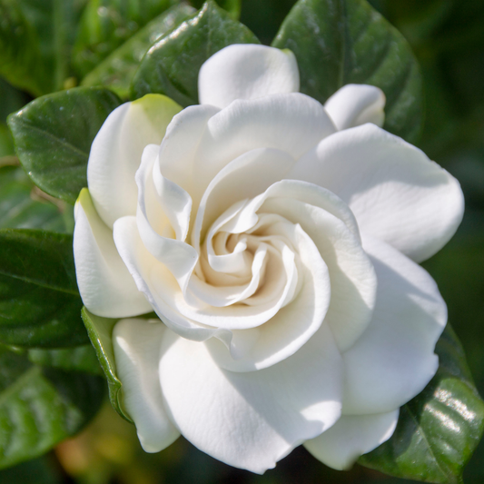Gardenia augusta 'Florida' 14cm