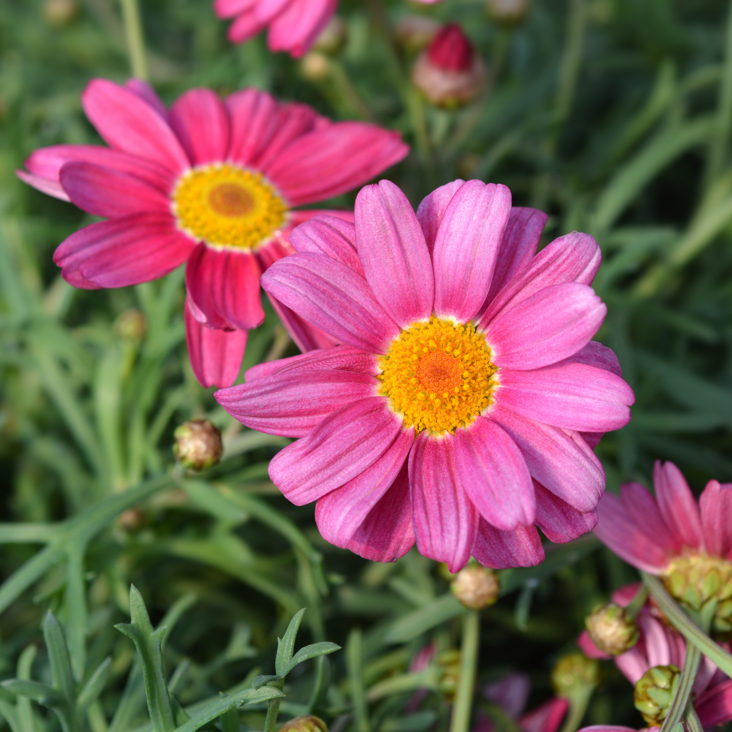 Argyranthemum 'Marguerite Daisy' Pink 14cm