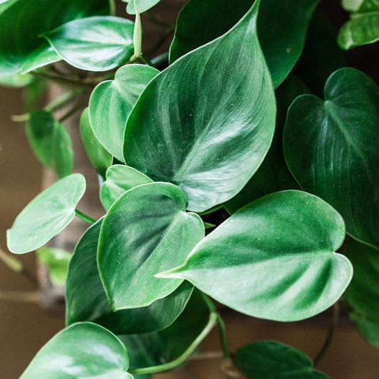 Philodendron cordatum 'Heartleaf' 12cm