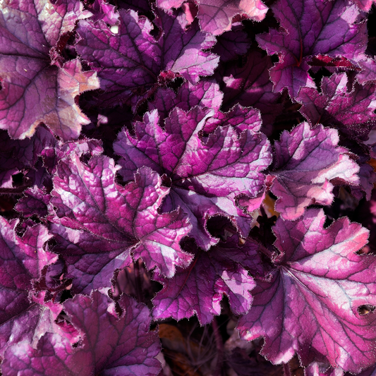 Heuchera 'Forever Purple' 14cm
