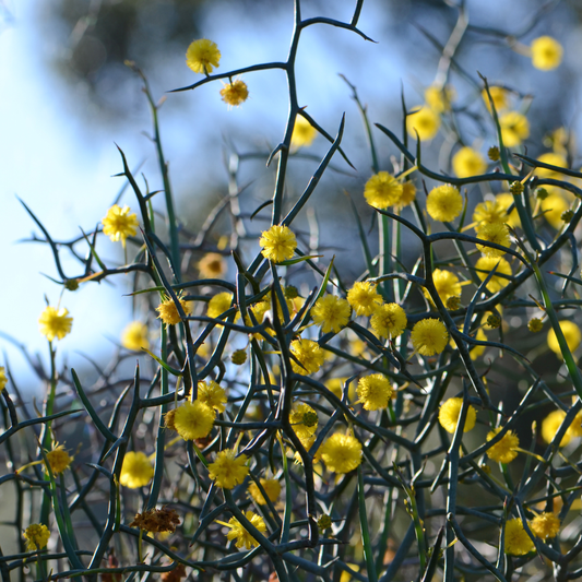 Acacia aphylla 14cm