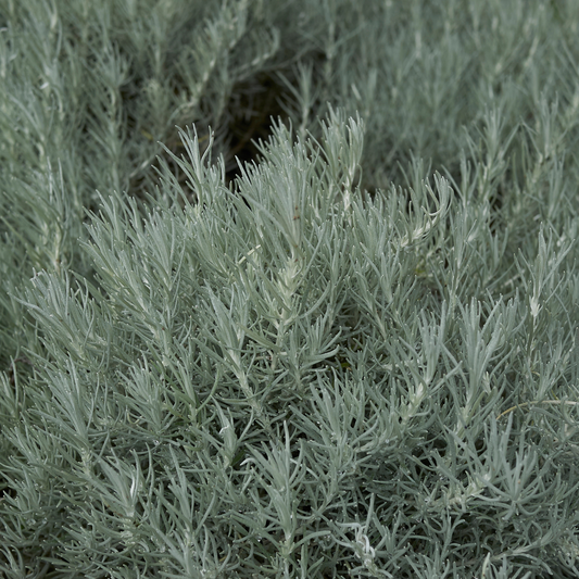 Helichrysum 'Silvo Spreading' 14cm