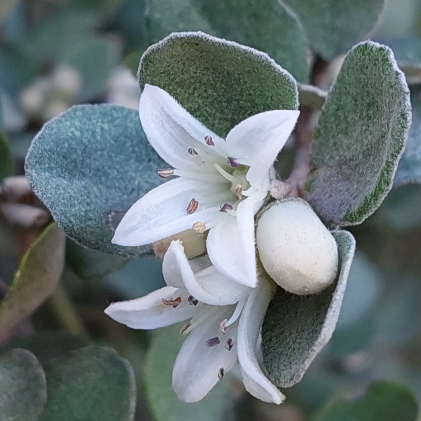 Correa alba 20cm