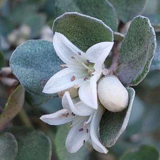 Correa alba 20cm