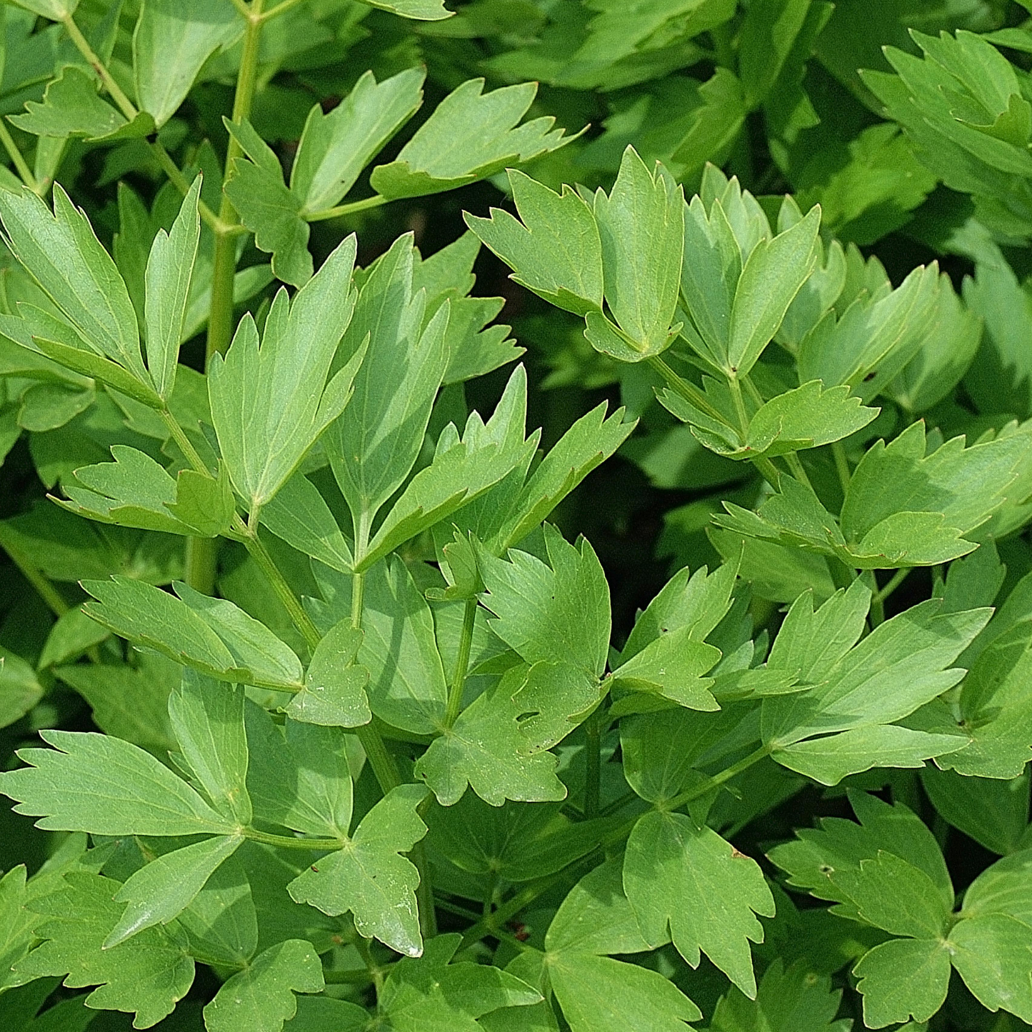 Lovage 100mm