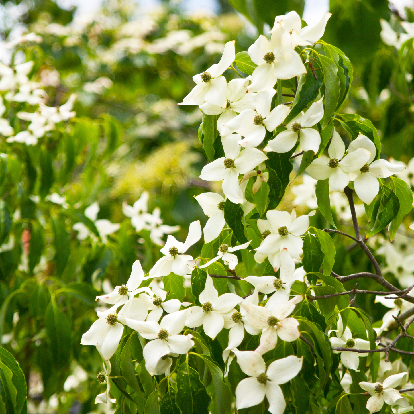 Cornus kousa Chinensis 'Chinese Dogwood' 20cm