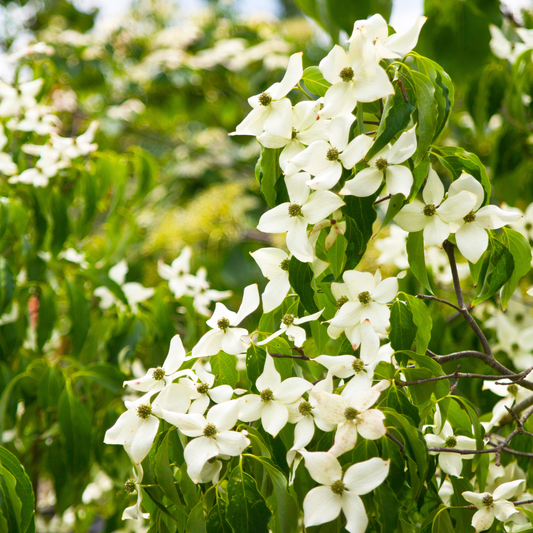 Cornus kousa Chinensis 'Chinese Dogwood' 20cm
