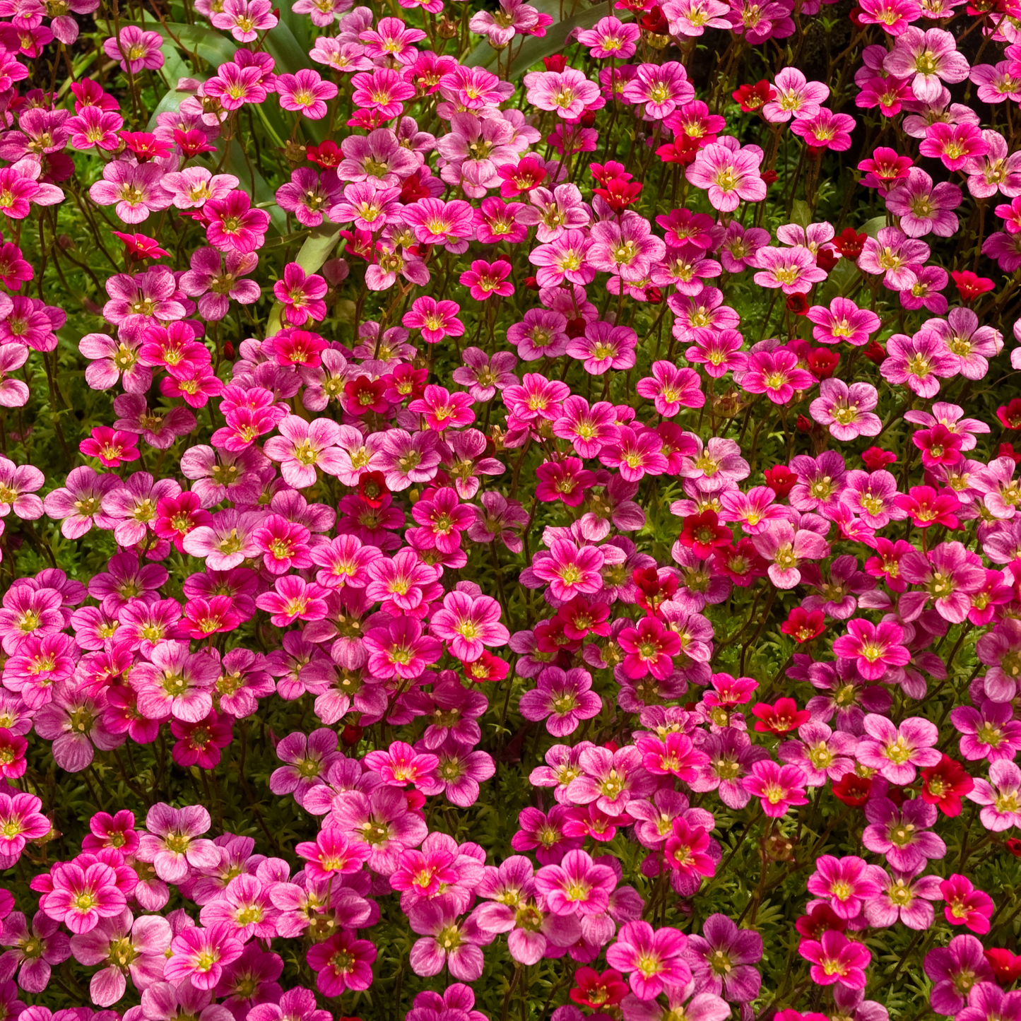 Saxifraga 'Highlander Mix' 100mm