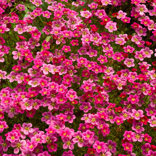 Saxifraga 'Highlander Mix' 100mm