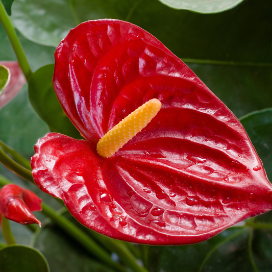 Anthurium spp. Red 18cm
