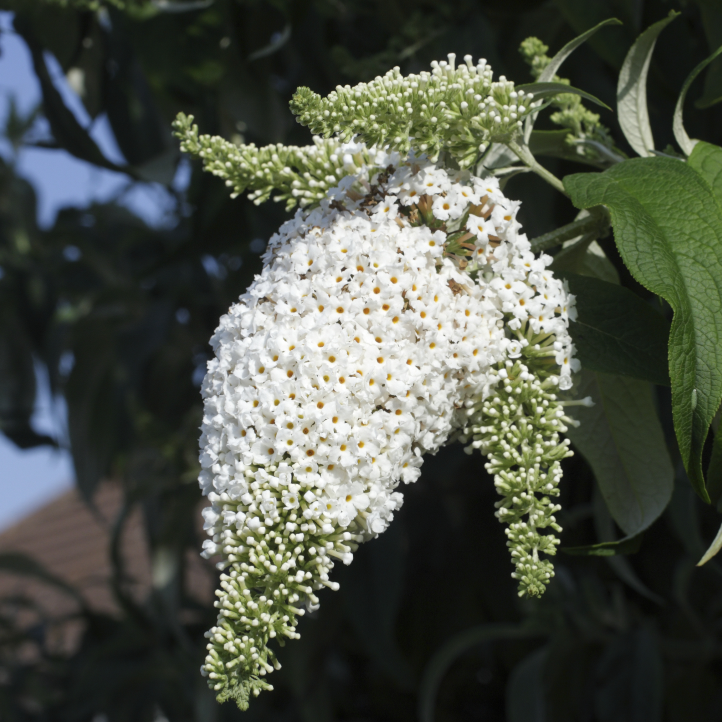 Buddleja spp. White 18cm