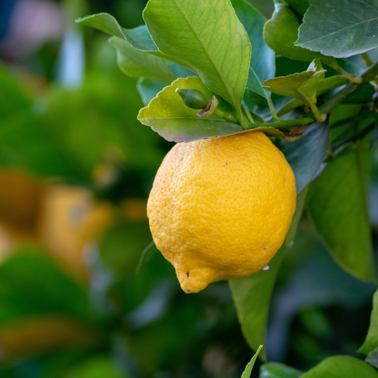 Lemon Lisbon 14cm