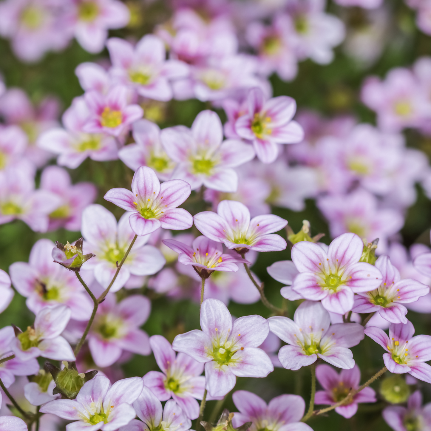 Saxifraga 'Highlander Mix' 100mm