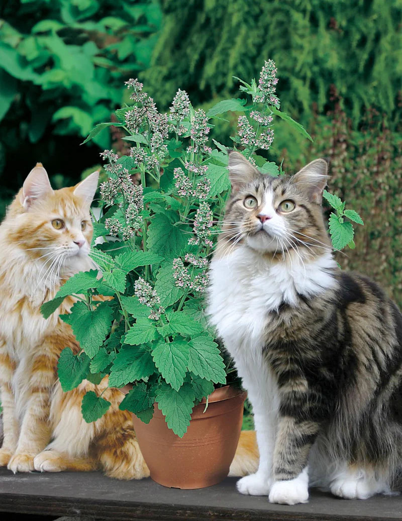 Catnip 250 Seeds