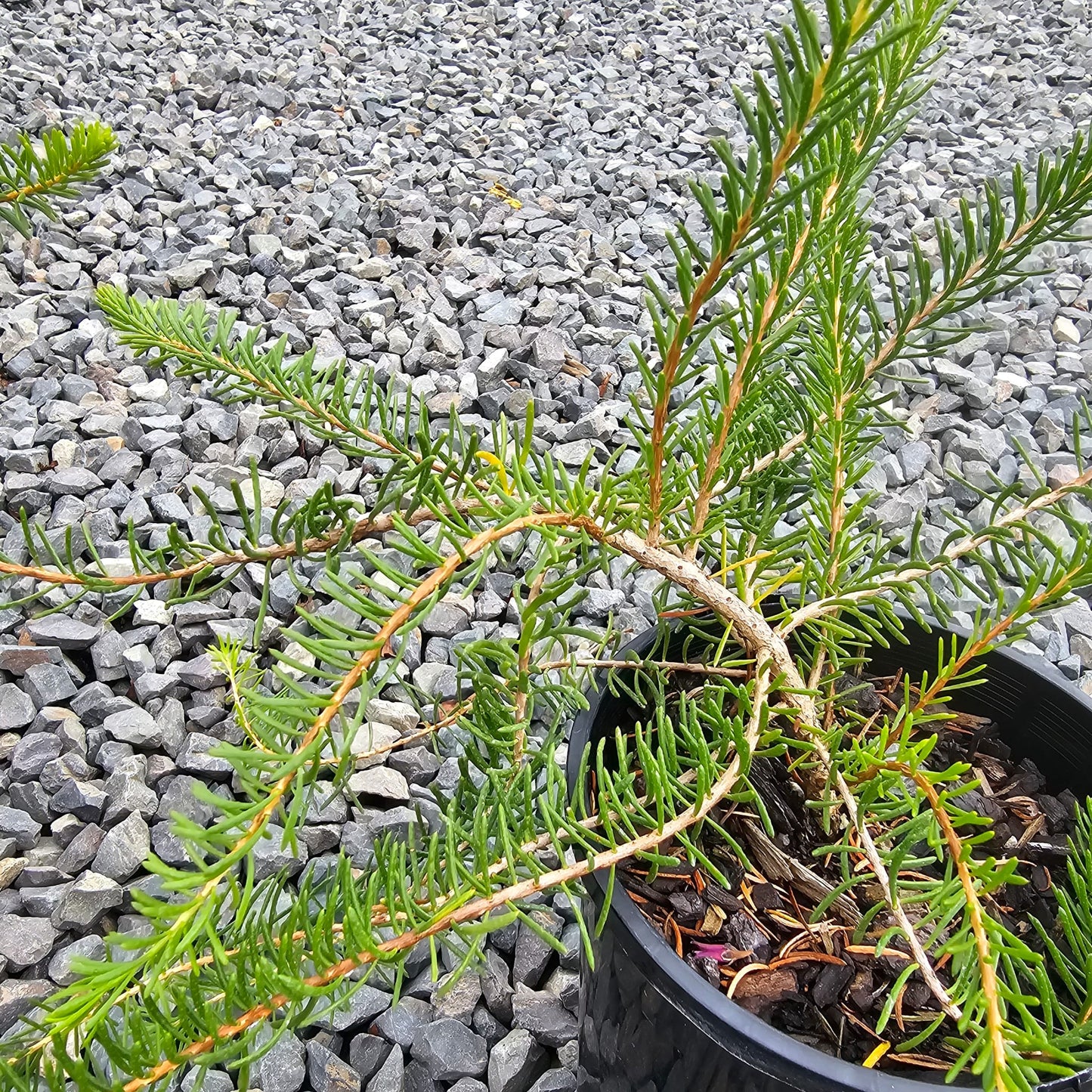 Calothamnus quadrifidus 'Prostrate'14cm