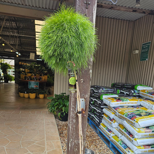 Acacia cognata 'Limelight' Standard Grafted 30cm