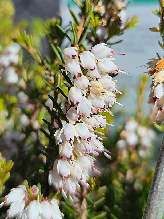 Erica darleyensis - White 14cm
