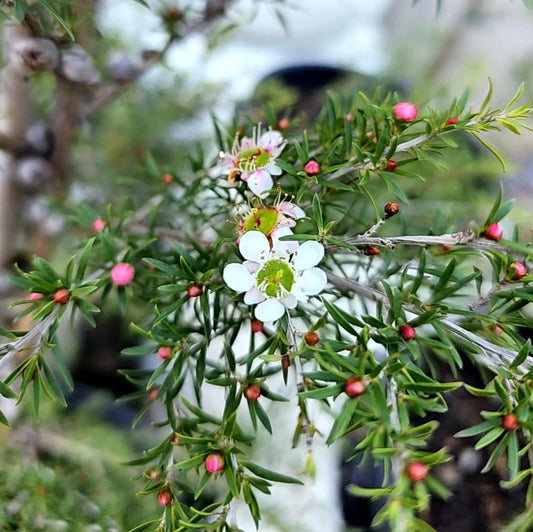 Leptospermum flavescens ‘Cardwell’ 25cm