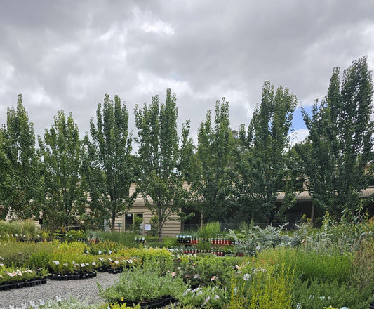 Pyrus 'Capital' 30cm