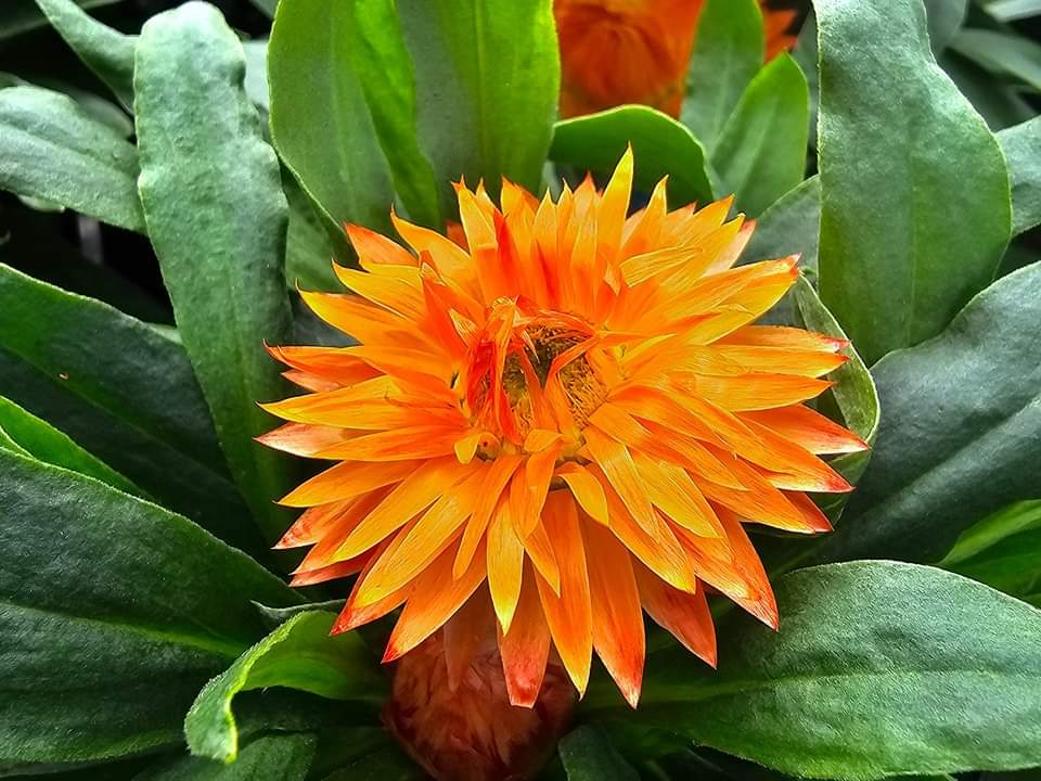 Bracteantha ‘Mohave Orange’ 14cm