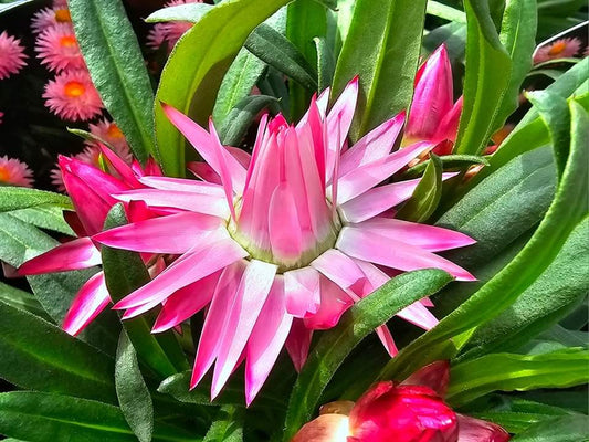 Bracteantha Mohave Pink 14cm