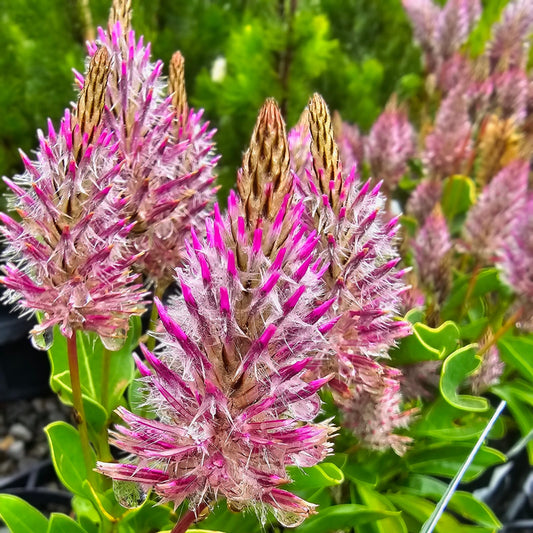 Ptilotus exalatus 'Joey' 14cm