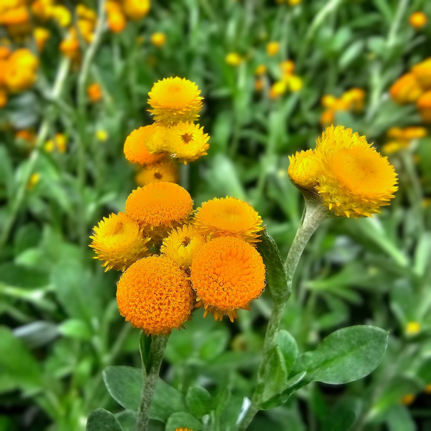 Chrysocephalum apiculatum 'Sun Buttons'  14cm