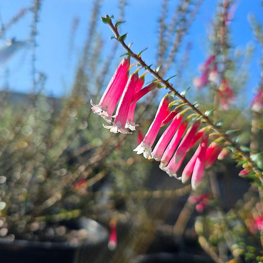 Epacris impressa ‘Pan Pipes’ 20cm