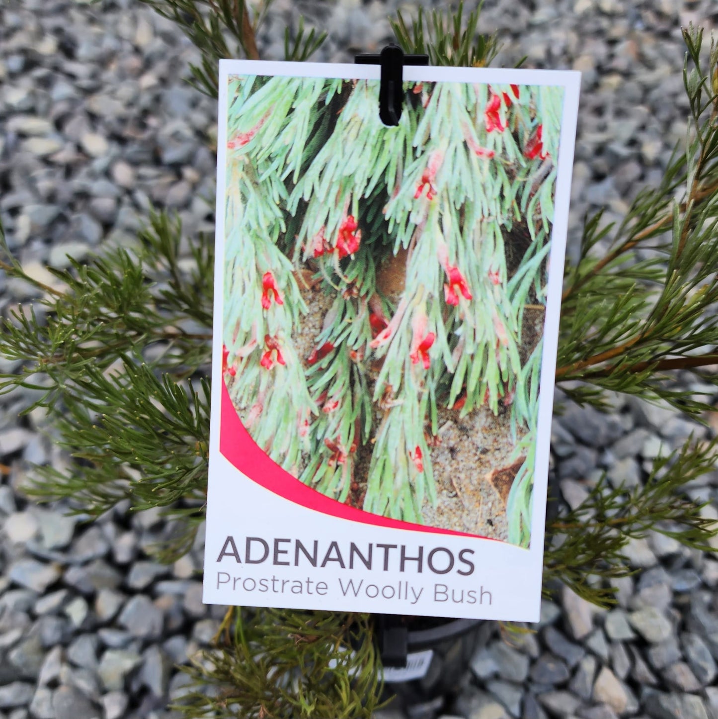 Adenanthos cunninghamii 'Albany Woolly Bush' 14cm
