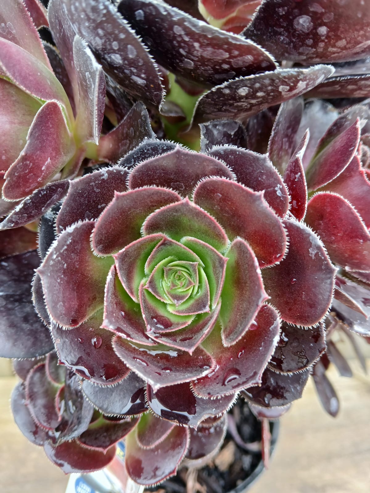 Aeonium 'Chocolate' 14cm