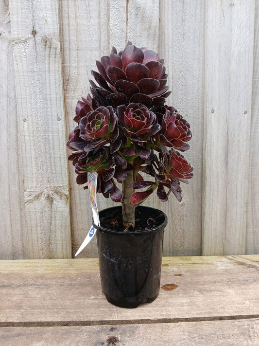 Aeonium 'Chocolate' 14cm