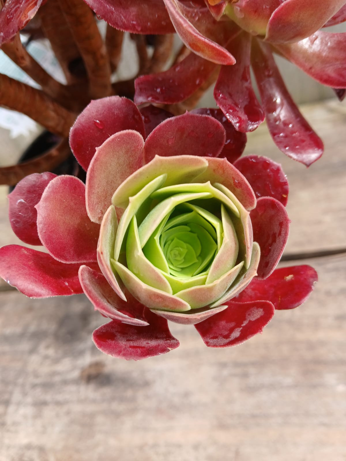 Aeonium 'Velour' 14cm