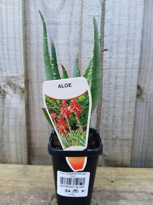 Aloe 'Supreme Orange' 7cm