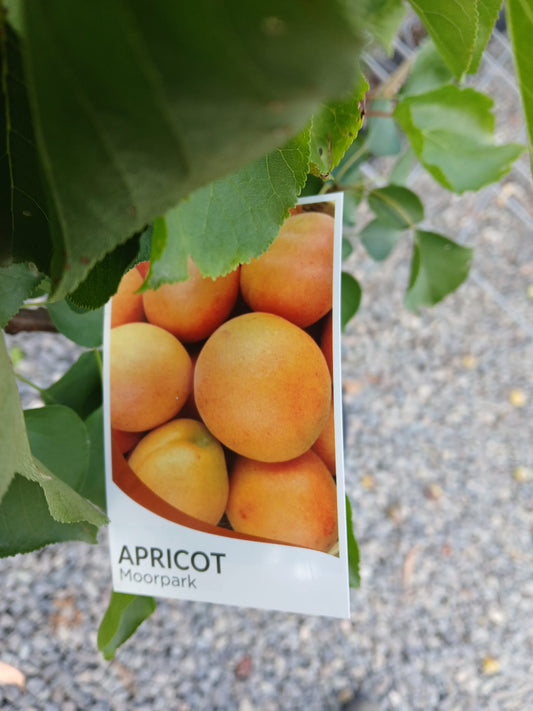 Apricot 'Moorpark' 25cm